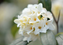 Load image into Gallery viewer, Flowering Daphne &amp; Sweet Basil 8 oz Candle
